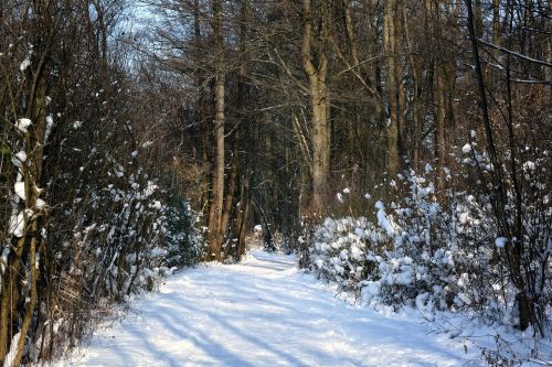 winter snow forest