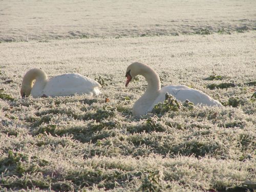 winter pasture swan