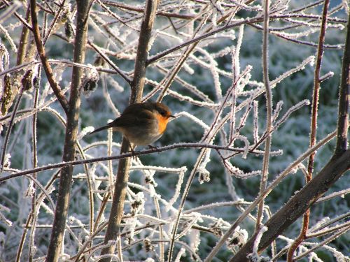 winter robin frost