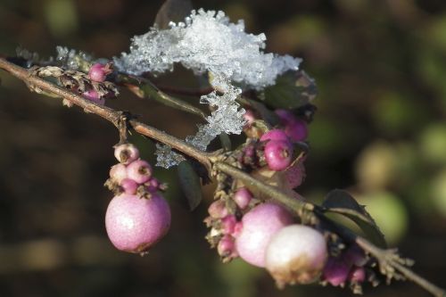 winter ice flowers frost