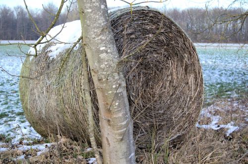 winter tree straw bales