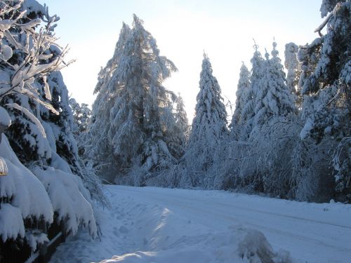 winter way forest