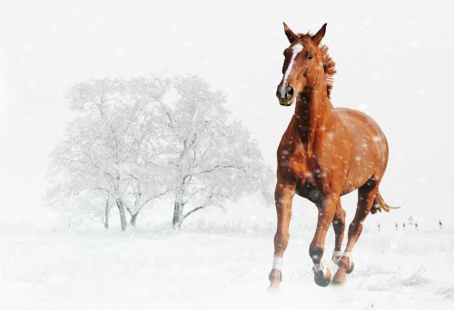 winter horse play