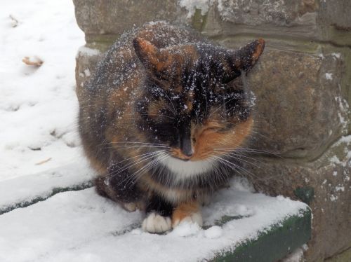 cat homeless winter