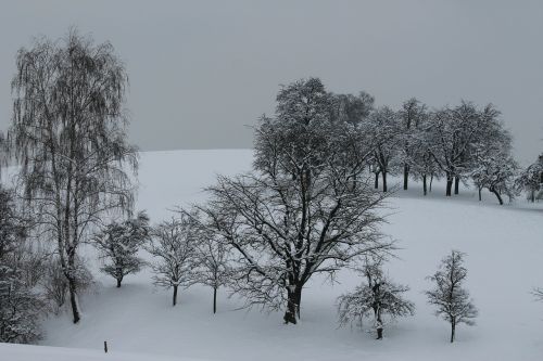 winter trees snow