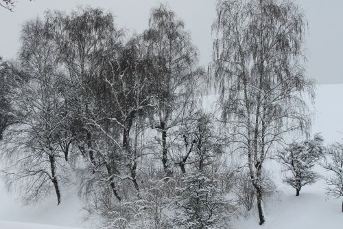 winter trees snow