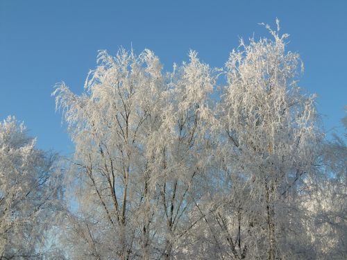 winter frost nature