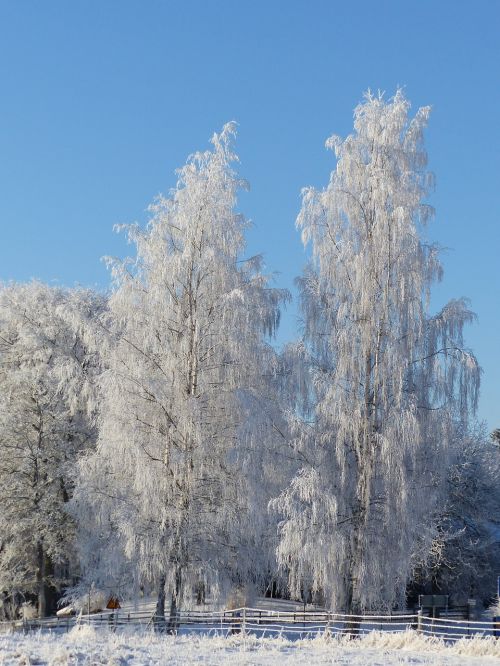 birch winter frost