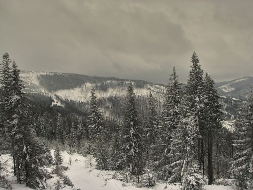 winter trees snow