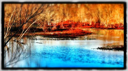 winter water swamp