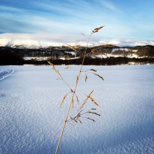 winter snow nature