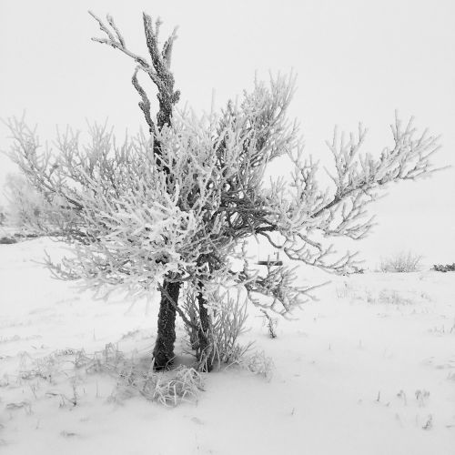 winter snow tree