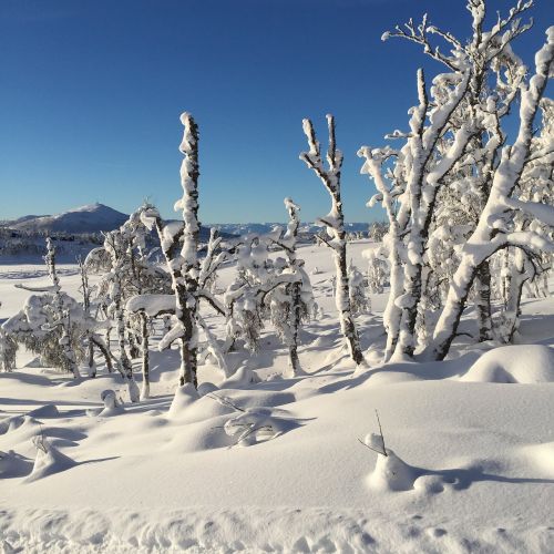 winter snow nature