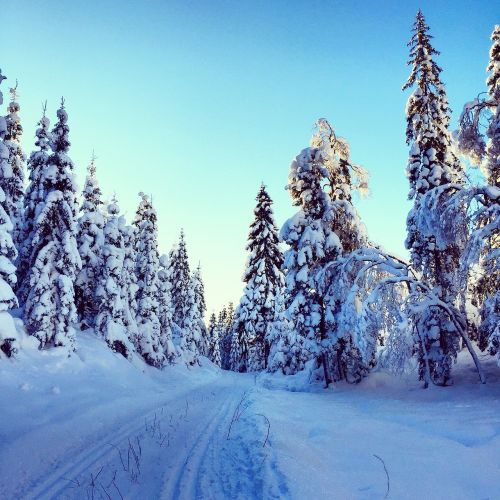 winter snow nature