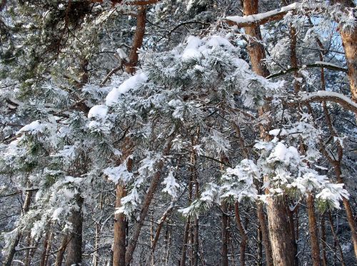 winter snow landscape