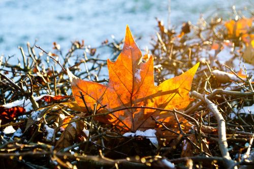 winter autumn frost