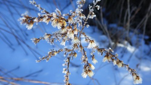 winter ice snow