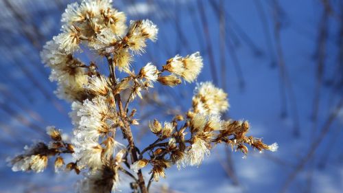 winter ice snow