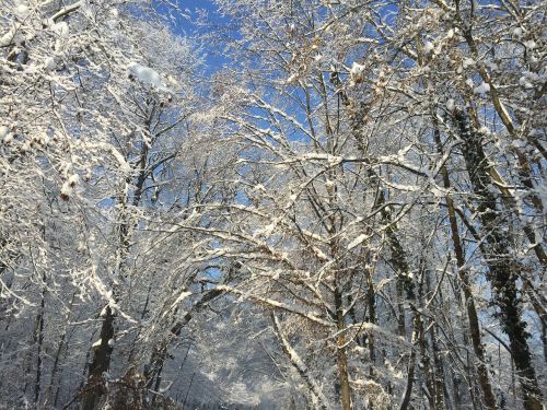 winter snow nature