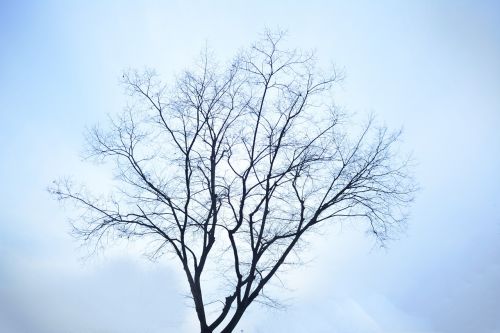 winter tree lonely