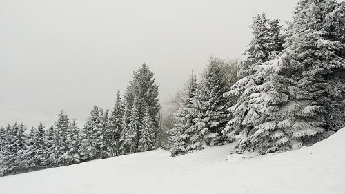 winter firs snow