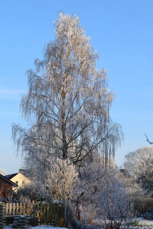 winter birch ice