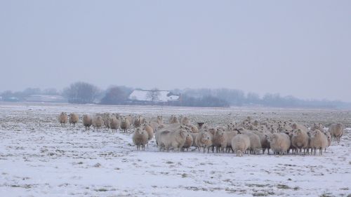 sheep meadow winter