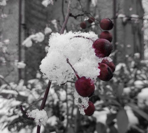 winter berries snow
