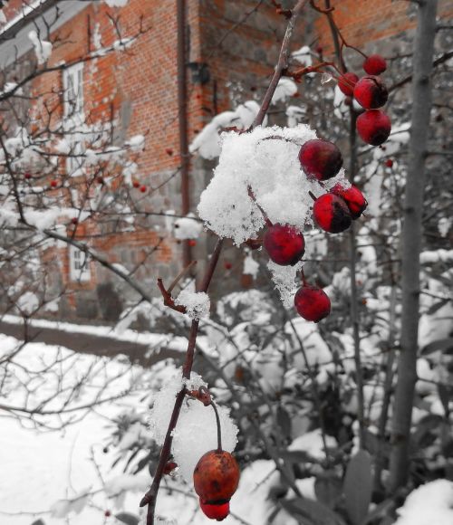 winter winter magic berry red