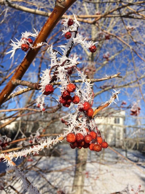 winter berries berry