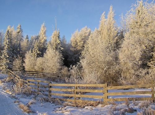 winter frost fence