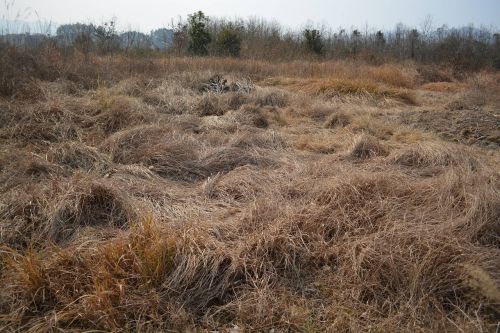 winter wilderness hay