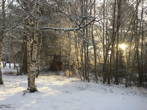 winter snow tress