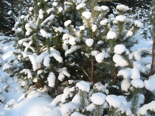 winter nature forest