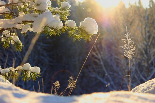 winter sun nature