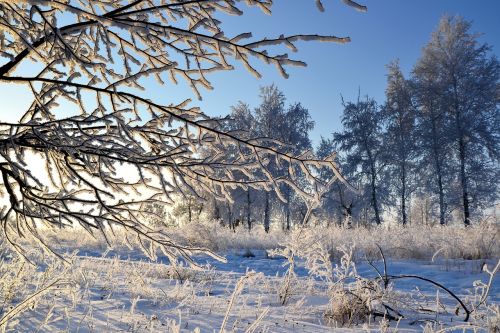 winter rime branch