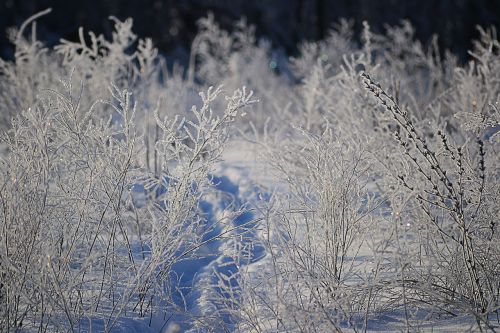 winter rime trees