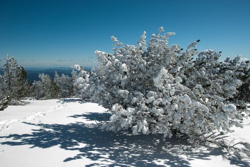 winter snow winter landscape