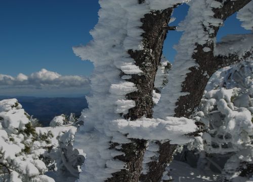 winter frost snow