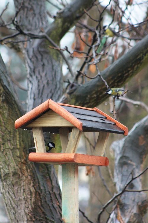 winter birds bird feeding tray