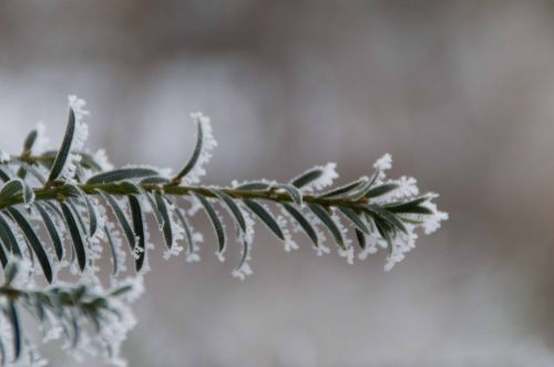 winter ripe branch