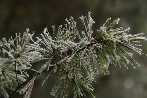 winter pine hoarfrost