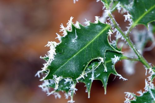 winter ilex hoarfrost