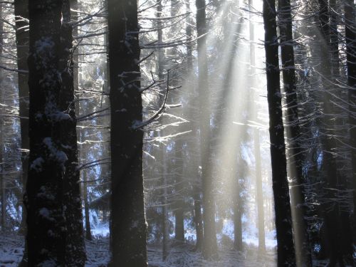 winter sunbeam snow