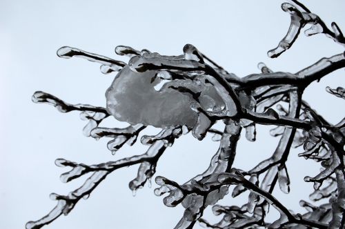 winter ice tree
