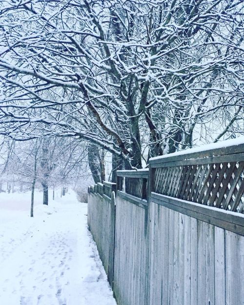 winter trees snow