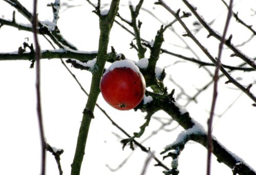 winter apple tree