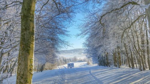 winter snow forest