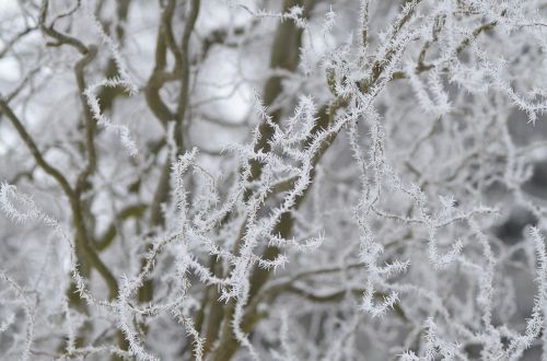 winter willow frost