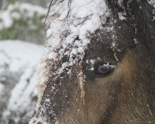 winter horse snow